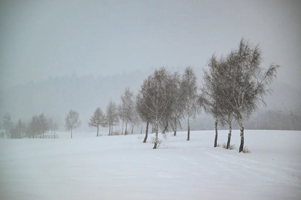 11.01.2026. Mroźna i śnieżna zima w miejscowości Lutowiska w Bieszczadach. PAP/Darek Delmanowicz