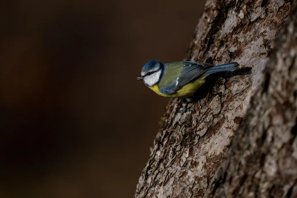 Hołubla, 31.12.2023. Modraszka zwyczajna (Cyanistes caeruleus) w Hołubli, 31 bm. W ostatni dzień roku na Podkarpaciu panuje typowo wiosenna aura z temperaturą dochodzącą do nawet 10 stopni C. PAP/Darek Delmanowicz