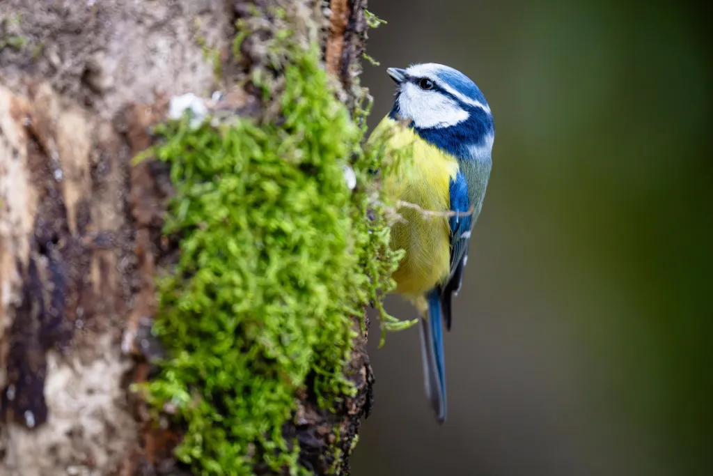 13.02.2025 Modraszka (zwyczajna), sikora modra, sikora modraszka (Cyanistes caeruleus) , gatunek małego, częściowo wędrownego ptaka wróblowego z rodziny sikor (Paridae). Na terenie Polski modraszka jest objęta ścisłą ochroną gatunkową 13 bm. PAP/Marcin Gadomski