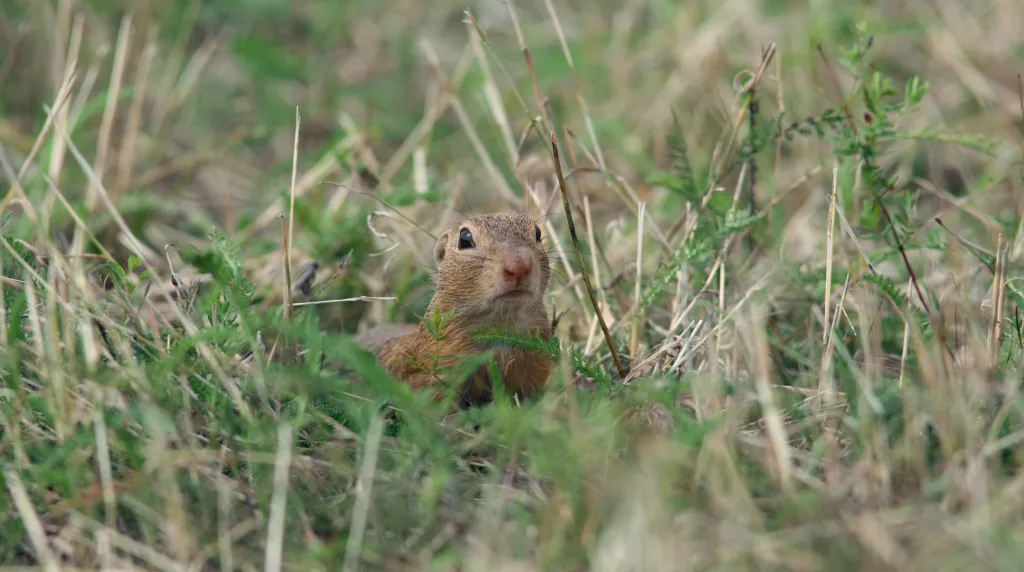 Fot. A. Kepel/PTOP „Salamandra”