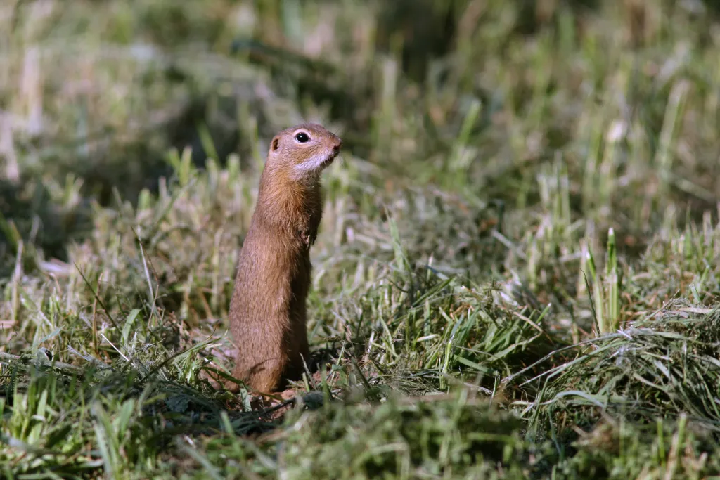 Fot. A. Kepel/PTOP „Salamandra”