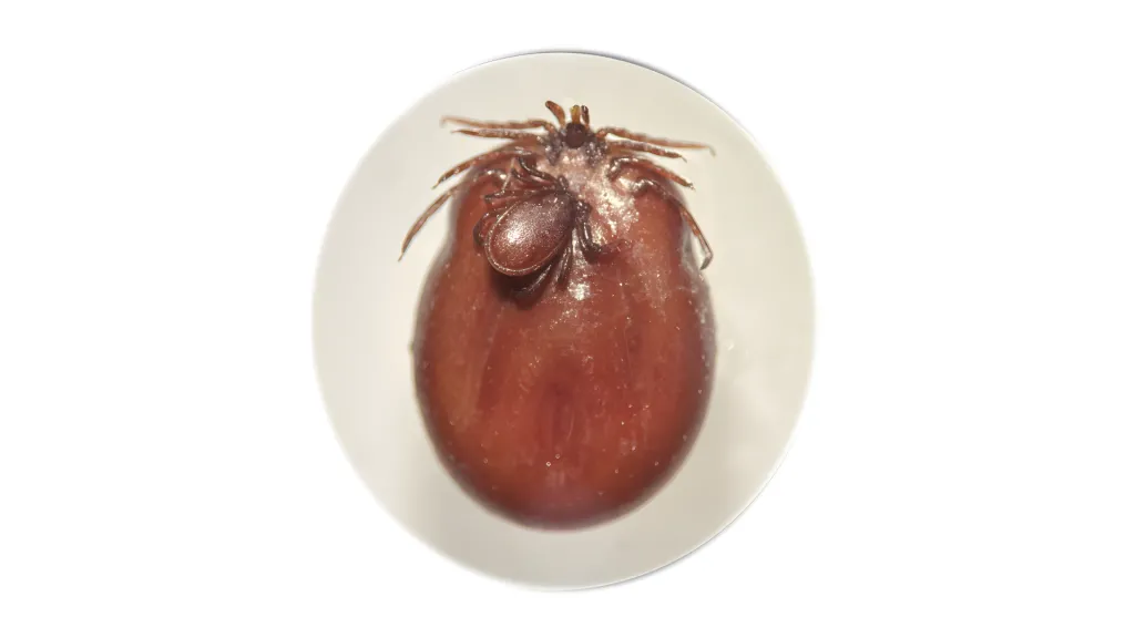  Kopulacja Ixodes ricinus samiec i w pełni najedzona samica. Źródło: Katarzyna Bartosik