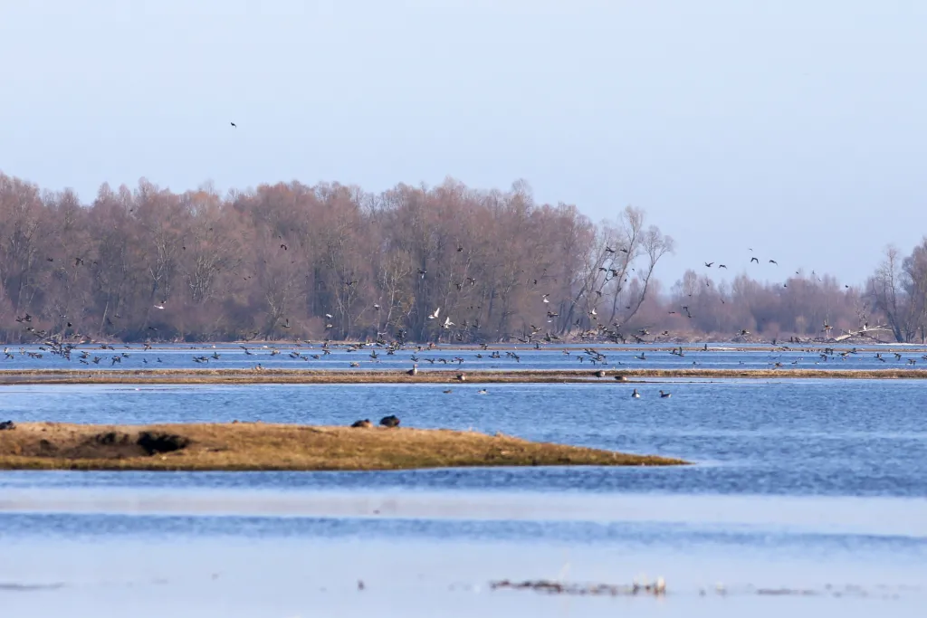 04.03.2026. Ptaki w Parku Narodowym „Ujście Warty” w okolicach Słońska. PAP/Lech Muszyński