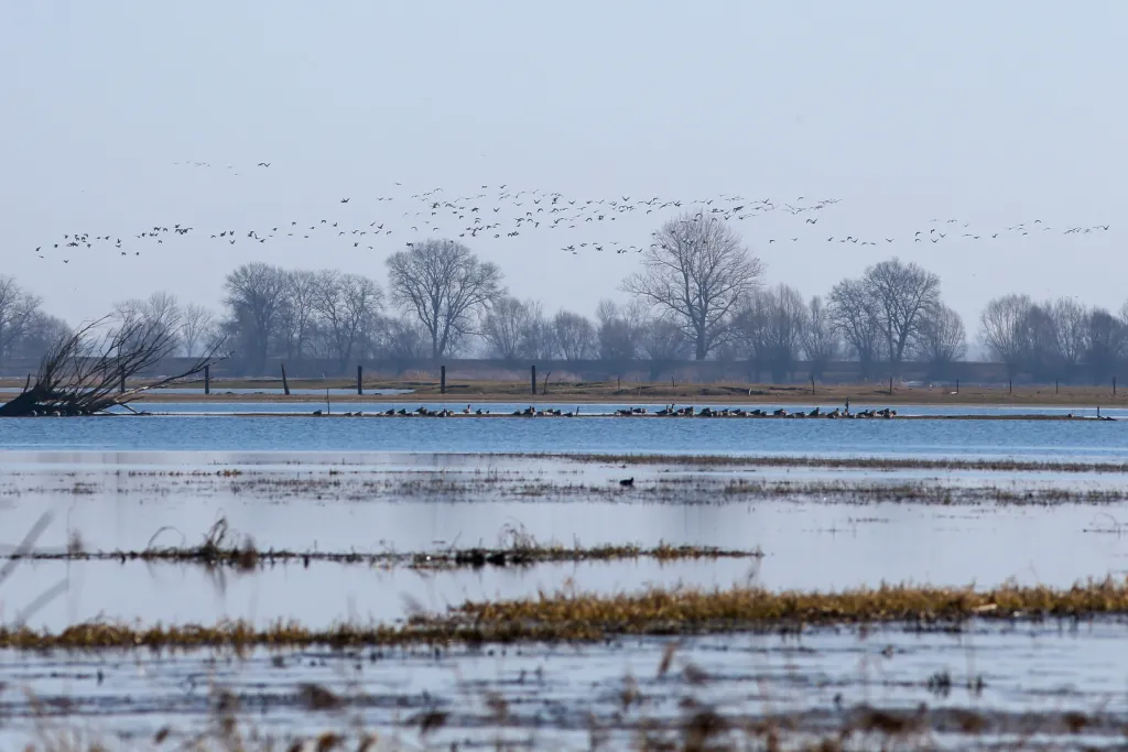 04.03.2026. Ptaki w Parku Narodowym „Ujście Warty” w okolicach Słońska. PAP/Lech Muszyński