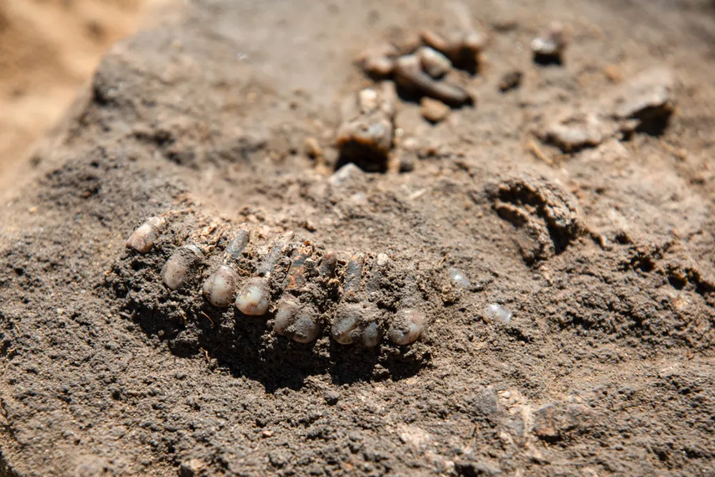  02.09.2026. Prace na stanowisku archeologicznym w miejscowości Żórawina k. Wrocławia, 2 bm. Prace pod kierunkiem szefa Zakładu Archeologii Epoki Brązu i Wczesnej Epoki Żelaza Uniwersytetu Wrocławskiego prof. Tomasza Gralaka mają za zadanie ustalenie pochodzenia odnalezionych osób, wyjaśnienie ich wzajemnych relacji oraz dostarczenie informacji o społecznościach, które około 2900 r. p.n.e. pojawiły się na terenie dzisiejszego Dolnego Śląska. (amb) PAP/Krzysztof Ćwik 