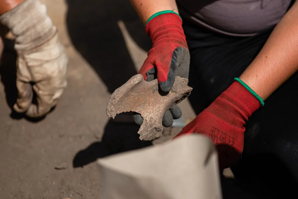  02.09.2026. Prace na stanowisku archeologicznym w miejscowości Żórawina k. Wrocławia, 2 bm. Prace pod kierunkiem szefa Zakładu Archeologii Epoki Brązu i Wczesnej Epoki Żelaza Uniwersytetu Wrocławskiego prof. Tomasza Gralaka mają za zadanie ustalenie pochodzenia odnalezionych osób, wyjaśnienie ich wzajemnych relacji oraz dostarczenie informacji o społecznościach, które około 2900 r. p.n.e. pojawiły się na terenie dzisiejszego Dolnego Śląska. (amb) PAP/Krzysztof Ćwik 