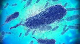 Ekspertka: zakażenia Vibrio vulnificus grożą głównie osobom starszym z ranami na ciele