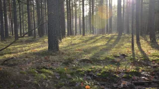 Las w Borach Tucholskich, fot. Agata A. Konczal