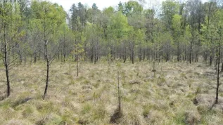 Pawski Ług peat bog (Lubusz province), where research on changes in the environment was carried out. Credit: Mariusz Lamentowicz