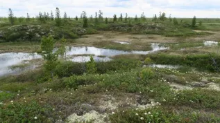 Western Siberia peat bogs. Credit: M. Lamentowicz