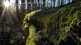 Puszcza Białowieska, 10.12.2015 Stary grab pokryty mchem. soa PAP/Wojciech Pacewicz