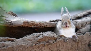 Wiewiórka japońska (Sciurus lis). Fot. Adobe Stock