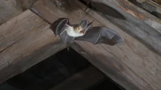 Long-eared bat. Credit: Professor Jens Rydell