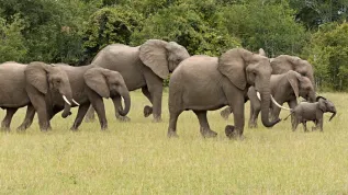 Słoń afrykański, Adobe Stock