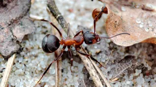 Robotnica Formica polyctena. Fot. Marcin Szot 