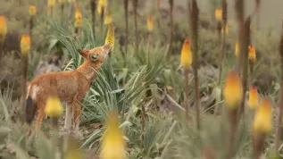 Szakal etiopski (Canis simensis) żerujący na kwiatach Kniphofia foliosa, fot. Adrien Lesaffre