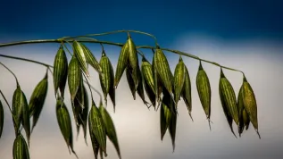 Minikowo (woj. kujawsko-pomorskie), 11.07.2016. Owies zwyczajny (Avena Sativa) - odmiana HARNAŚ. PAP/Tytus Żmijewski