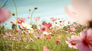 Fot. Adobe Stock