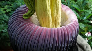 05.08.2025. Kwitnące dziwidło olbrzymie (Amorphophallus titanum) w Ogrodzie Botanicznym Uniwersytetu Warszawskiego, 5 bm. Określana jako najbardziej śmierdzący kwiat świata roślina zakwitła w stołecznym ogrodzie botanicznym po raz drugi. Dziwdło olbrzymie pochodzi z lasów równikowych Sumatry. Kwiatostan, który wydziela przyciągający owady zapach padliny, może osiągać trzy metry wysokości i ponad 1,5 metra szerokości. (sko) PAP/Tomasz Gzell 