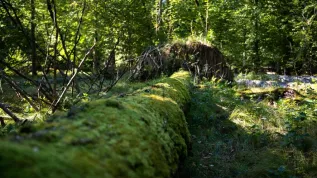Puszcza Białowieska, woj. podlaskie, 24.09.2025. Pierwszy dzień jesieni w Puszczy Białowieskiej, 24 bm. PAP/Michał Zieliński
