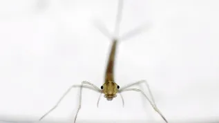 Fot: pałątka pospolita (Lestes sponsa)  fot. Ulf Norling, Lund, Szwecja.