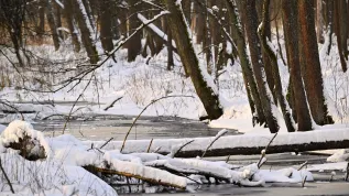 Białowieża, 23.01.2024. Zimowy krajobraz w Białowieży. PAP/Przemysław Piątkowski