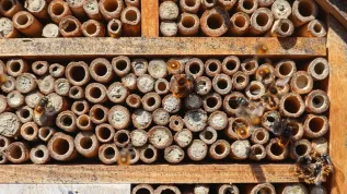 Dzikie pszczoły (w tym wypadku - Osmia Cornuta) przed "hotelem dla zapylaczy", fot. Adobe Stock