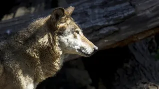 Wilk z siedliska „Wilcza Ostoja” we wrocławskim ogrodzie zoologicznym (soa) PAP/Aleksander Koźmiński