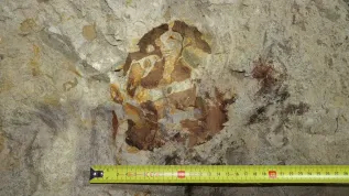 Zdjęcie zachowanej w ścianie kopalni w Annopolu czaszki ichtiozaura. Autor: Grzegorz Gajek. 