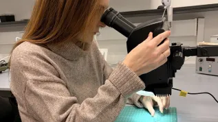 Magdalena Laskowska z Instytutu Fizyki Jądrowej PAN w Krakowie bada szklaną płytkę pokrytą warstwą materiału B-STING. (Źródło: IFJ PAN)