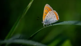 Cisowa, 18.08.2024. Motyl czerwończyk nieparek. PAP/Darek Delmanowicz