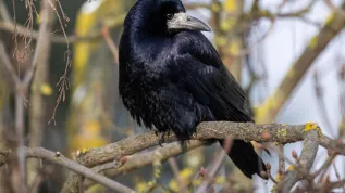 05.01.2025. Gawron (Corvus frugilegus). PAP/Darek Delmanowicz
