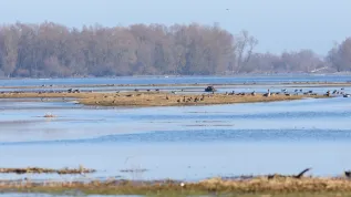 04.03.2026. Ptaki w Parku Narodowym „Ujście Warty” w okolicach Słońska. PAP/Lech Muszyński