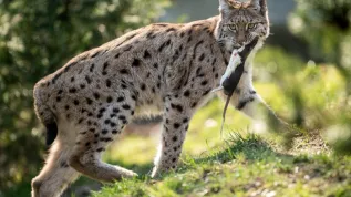 19.03.2015. Ryś podczas posiłku na wybiegu wrocławskiego zoo.(mk/mgut) PAP/Maciej Kulczyński