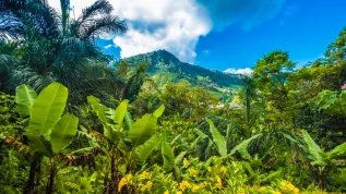 Las pierwotny w Parku Narodowym Ranomafana, Madagaskar, fot. Adobe Stock