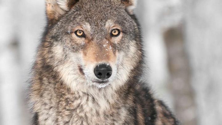 Duże drapieżniki - budzący lęk strażnicy harmonii