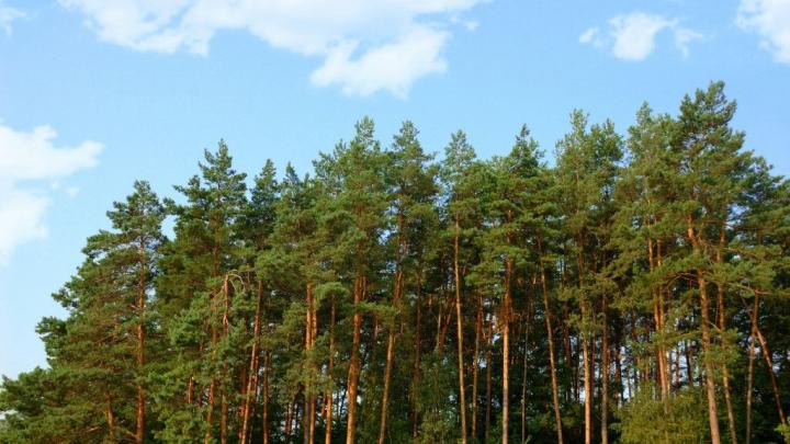 Słońce Piasek I Lasy Iglaste Naukowcy: drzewa iglaste ociepliły klimat | Nauka w Polsce
