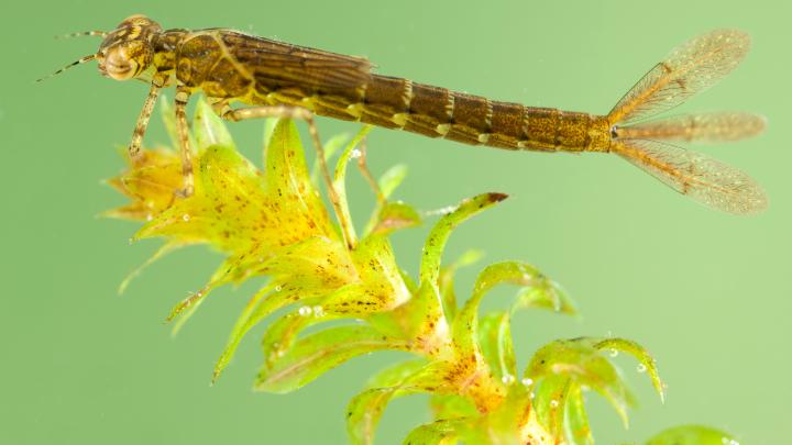 Coenagrion pulchellum larvae,  fot. Christophe Brochard 