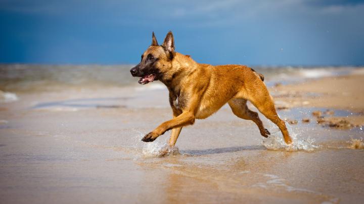 La raza de perro más inteligente ha sido reconocida: este es el pastor belga malinois