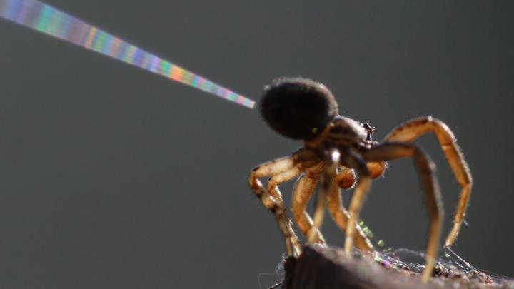 Viața necunoscută a păianjenilor |  Știința în Polonia