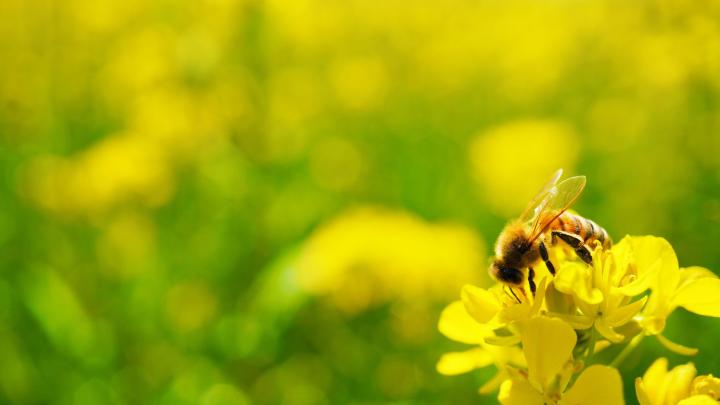 El aumento de la población urbana de abejas melíferas está afectando negativamente a las abejas silvestres