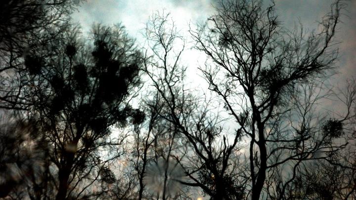 Arboretul din pădurea Kampinos a fost furat de germani în timpul Primului și al Doilea Război Mondial