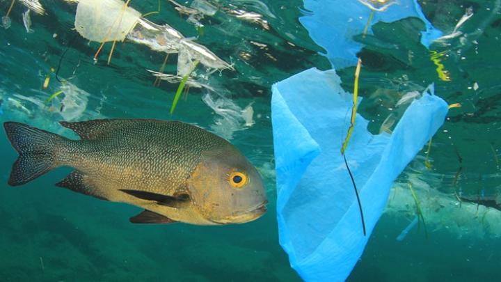 Plasticul biodegradabil este, de asemenea, dăunător pentru pești