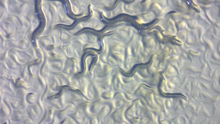 Modul în care semnalele sociale, la nivel celular, influențează reproducerea nematodelor