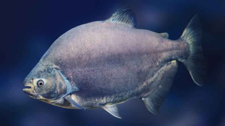 Zachodniopomorskie/ Ratują najstarszą piranię w Polsce, potrzebne ogromne akwarium