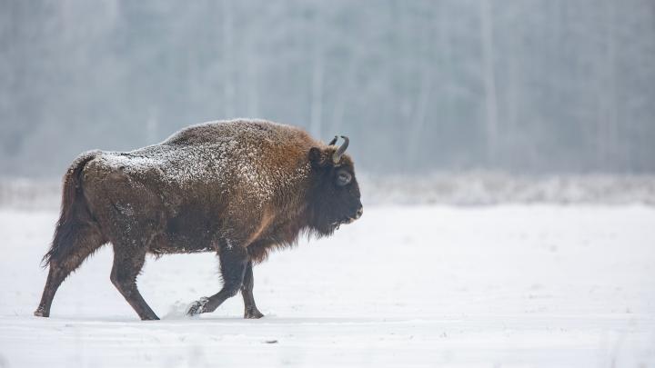 Białowieski PN: widać migrację żubrów między Puszczą Białowieską i Knyszyńską