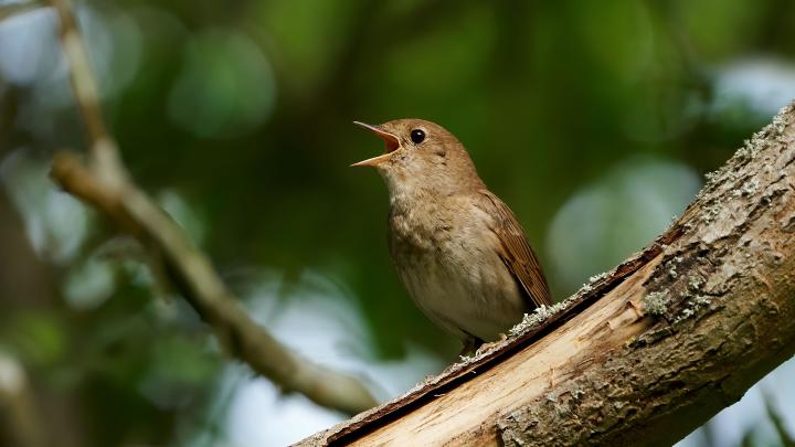 Ekspert: słowiki przez rok uczą się śpiewu
