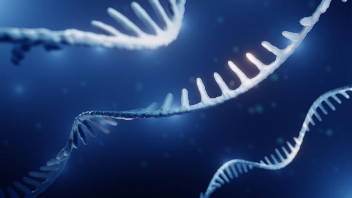 Struktura cząsteczek tRNA zbadana mikroskopią krioelektronową