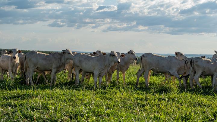 Produkcja mięsa emituje ponad dwa razy więcej gazów cieplarnianych niż dopuszczają cele środowiskowe