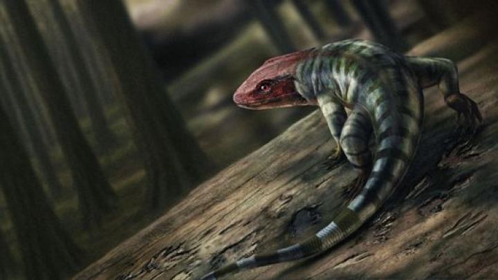 Najstarszy znany gad był Australijczykiem. Ślady pazurków sprzed 350 mln lat